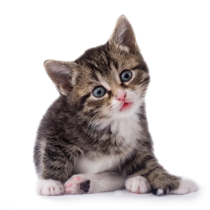 Kitty Visits